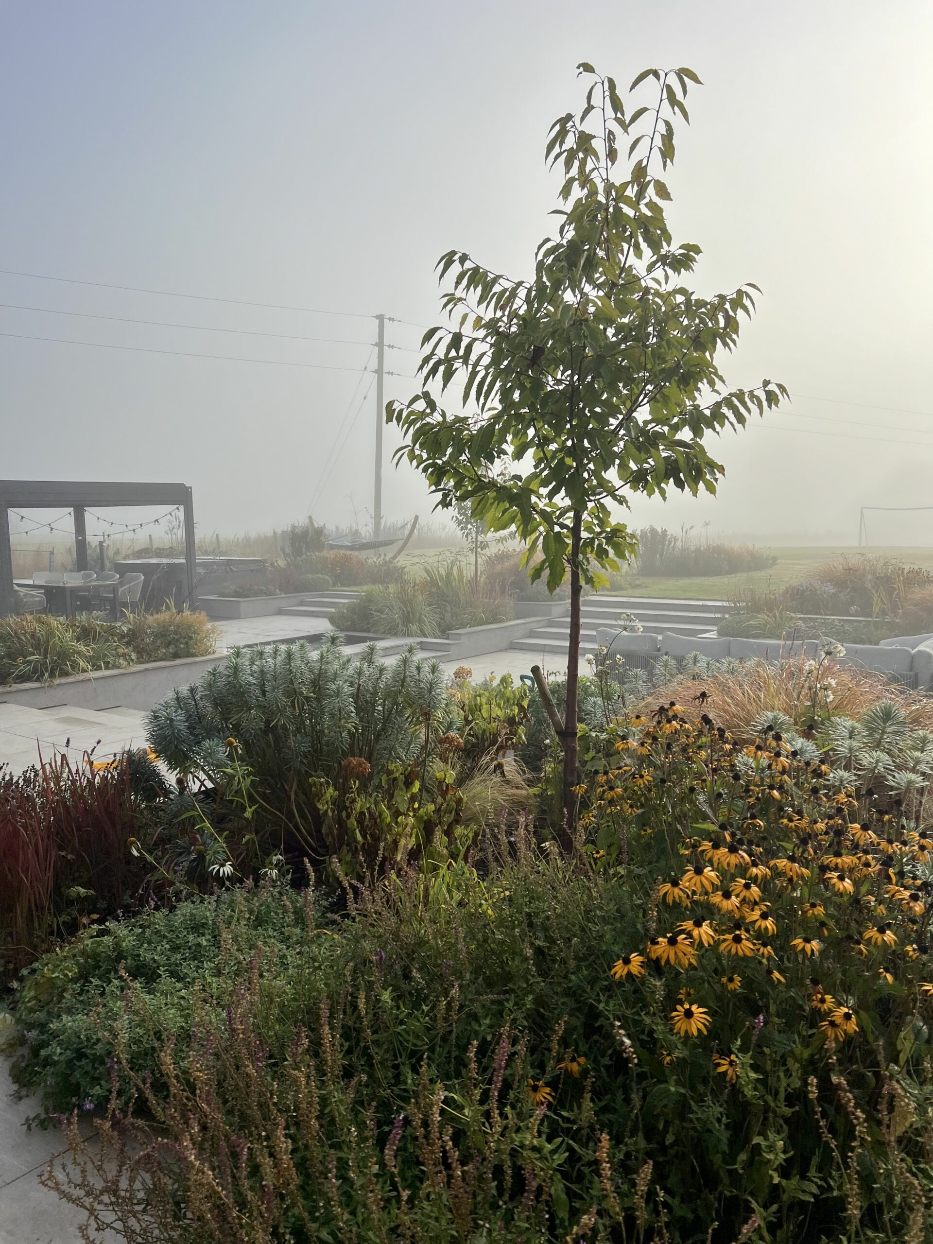 A lush garden with colorful flowers and greenery surrounds a young tree; in the background are a pergola, misty sky, and faint silhouettes of a soccer goal and utility pole.